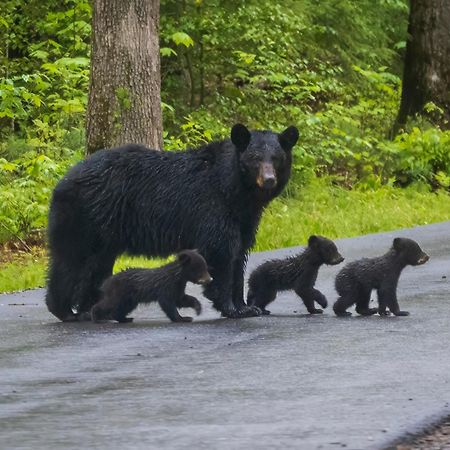 Smoky Bear Lodge With Guest House, Hot Tub, 1089 Free Tickets Each Paid Day, Dollywood And More Sevierville Esterno foto